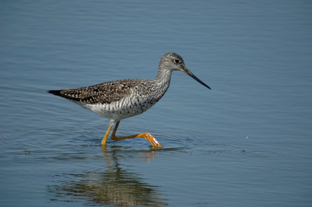 Sandpiper, Greater Yellowlegs, 2007-05219462 Forsythe NWR, NJ.JPG - Greater Yellowlegs. Forsythe National Wildlife Refuge, NJ, 5-21-2007